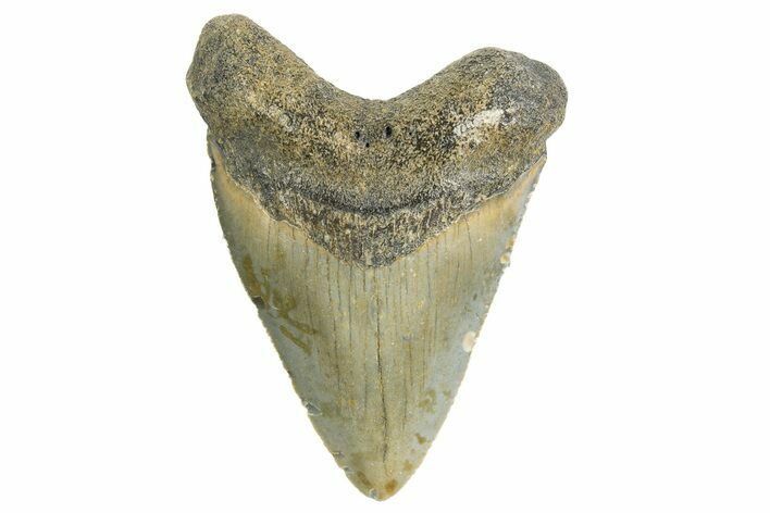 Serrated, Juvenile Megalodon Tooth - North Carolina #340965